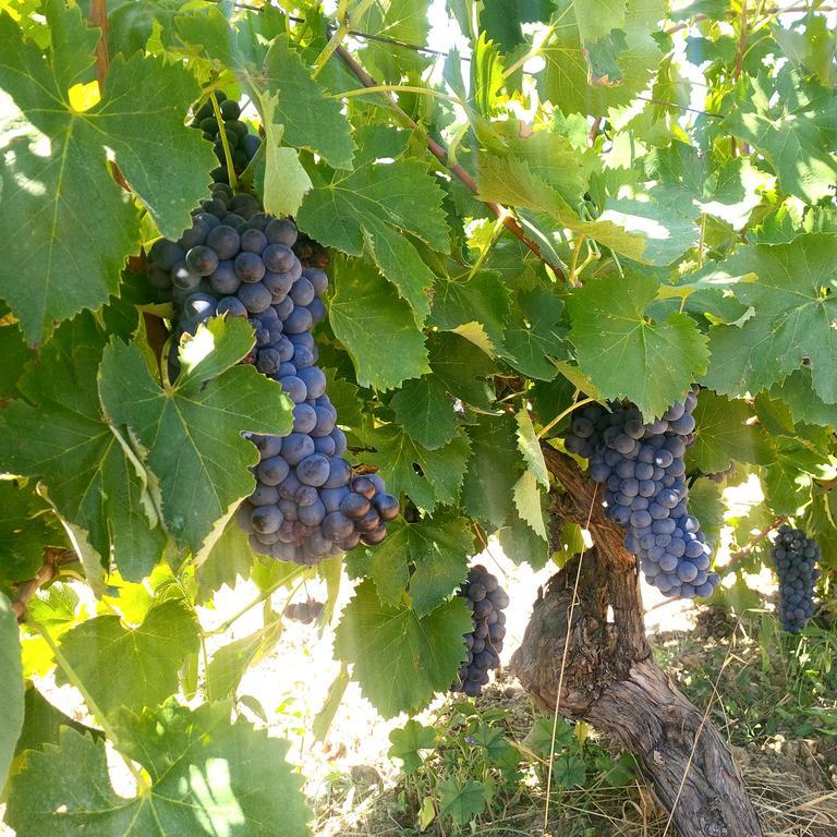 Agriturismo San Giusto مونتيانو المظهر الخارجي الصورة